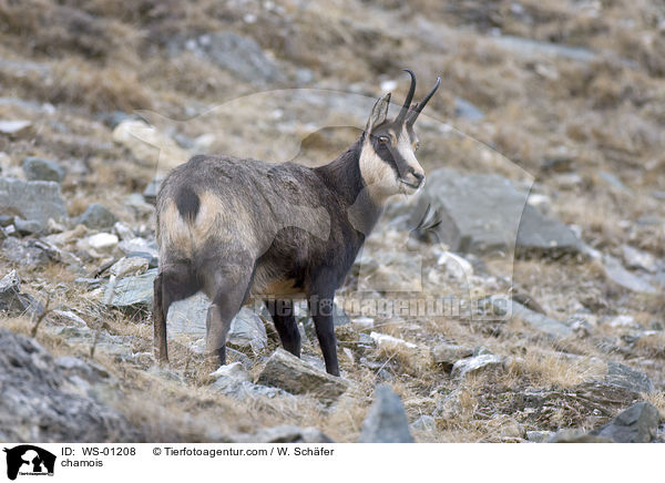 Gmse / chamois / WS-01208