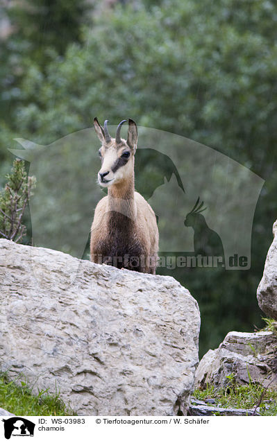 Gmse / chamois / WS-03983