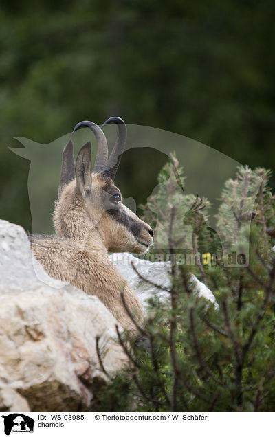 Gmse / chamois / WS-03985