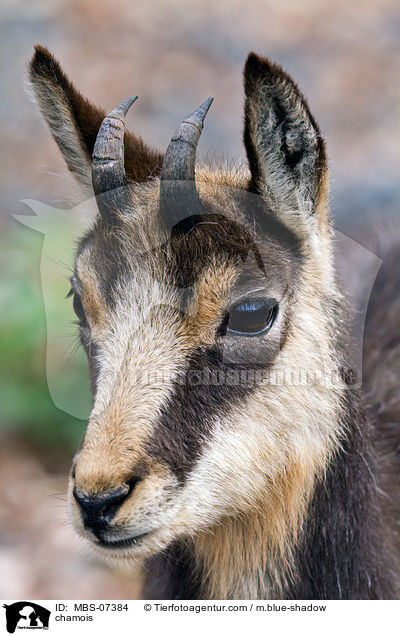 Gmse / chamois / MBS-07384