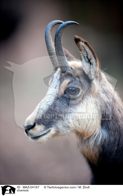 Gmse / chamois / MAZ-04167