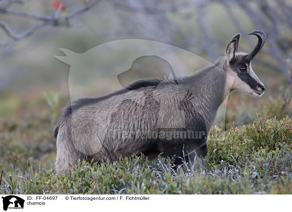 Gmse / chamois / FF-04697