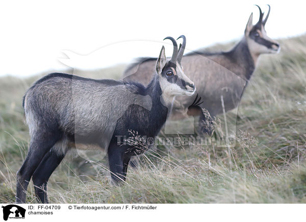 Gmsen / chamoises / FF-04709