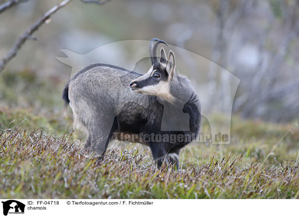 Gmse / chamois / FF-04718