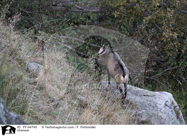 Gmse / chamois / FF-04745