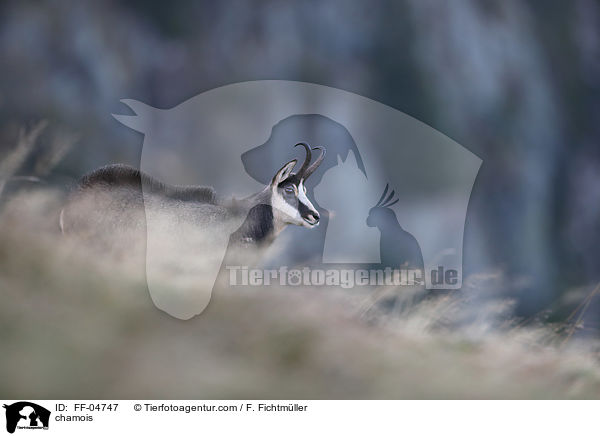Gmse / chamois / FF-04747
