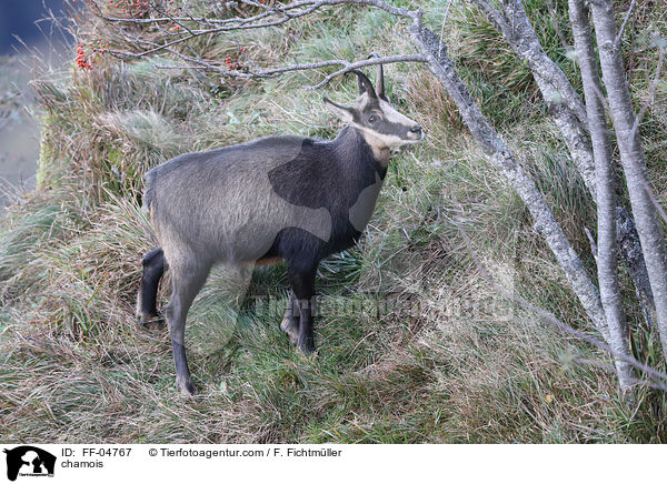 Gmse / chamois / FF-04767