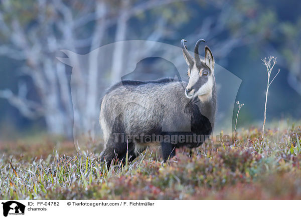 Gmse / chamois / FF-04782