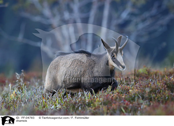 Gmse / chamois / FF-04783