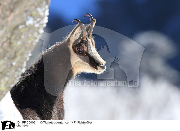 Gmse / chamois / FF-05003