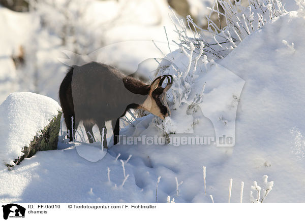 Gmse / chamois / FF-05010
