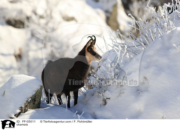 Gmse / chamois / FF-05011