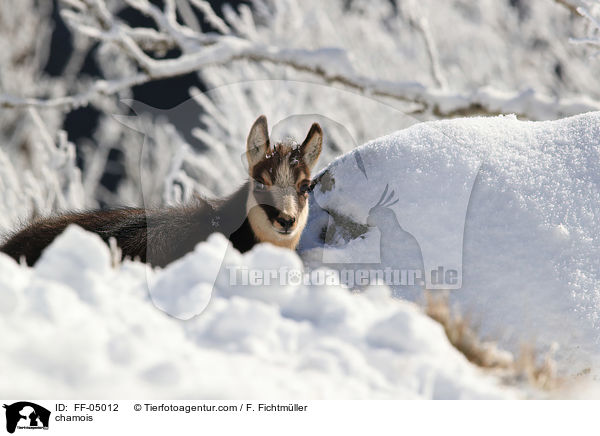 Gmse / chamois / FF-05012