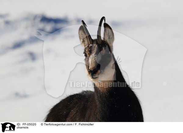 Gmse / chamois / FF-05020