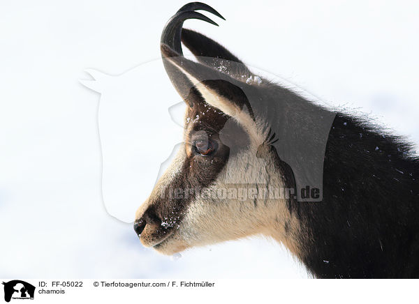 Gmse / chamois / FF-05022