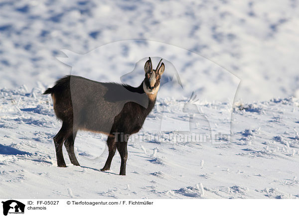 Gmse / chamois / FF-05027