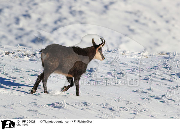 Gmse / chamois / FF-05028
