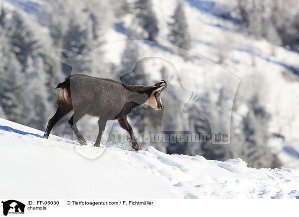 Gmse / chamois / FF-05030