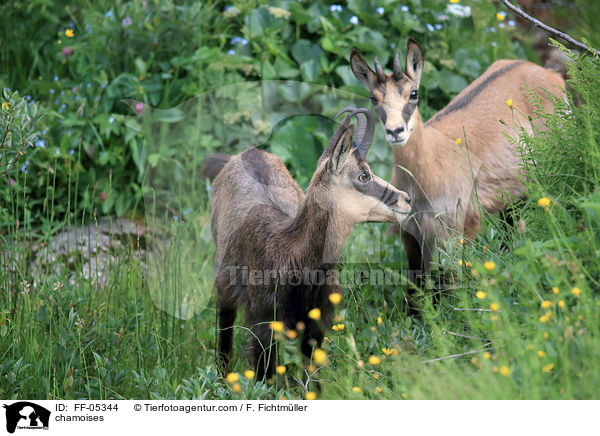Gmsen / chamoises / FF-05344