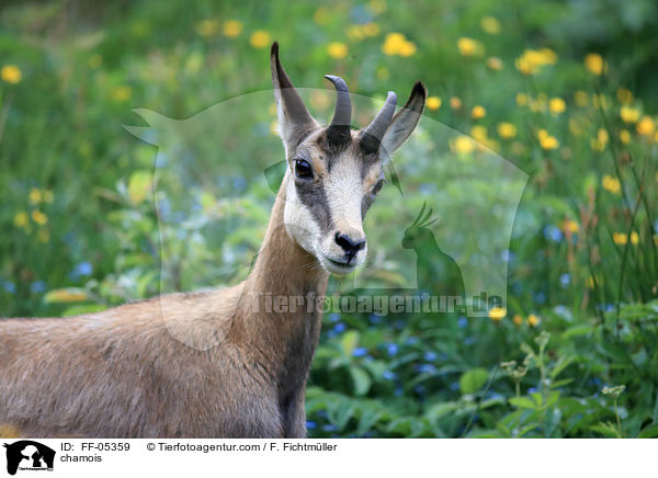 Gmse / chamois / FF-05359