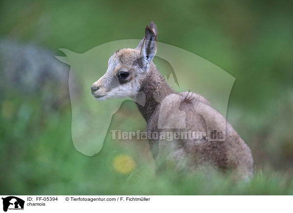 Gmse / chamois / FF-05394