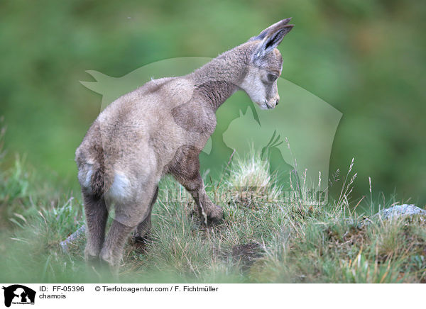 Gmse / chamois / FF-05396