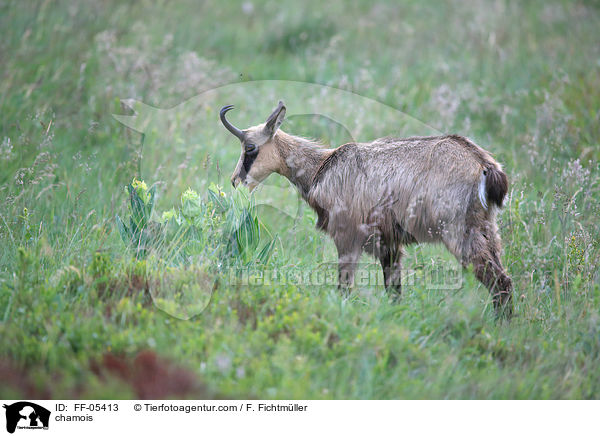 Gmse / chamois / FF-05413