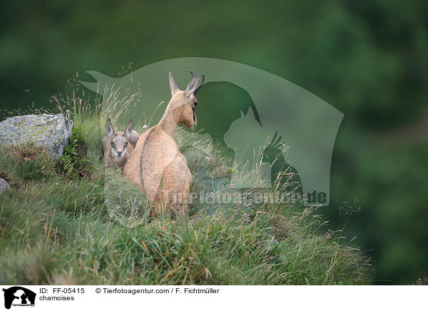 Gmsen / chamoises / FF-05415