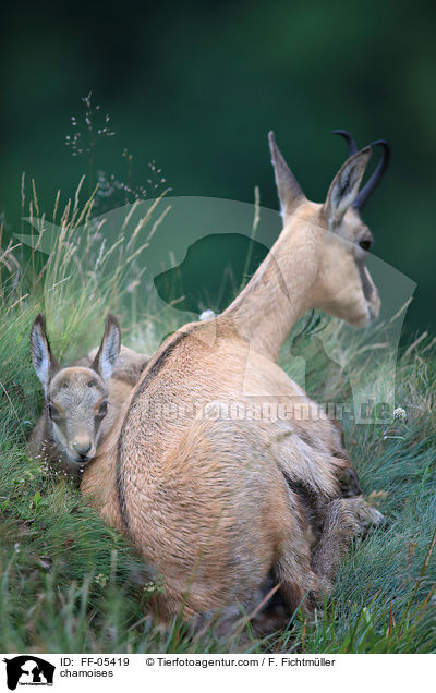 Gmsen / chamoises / FF-05419