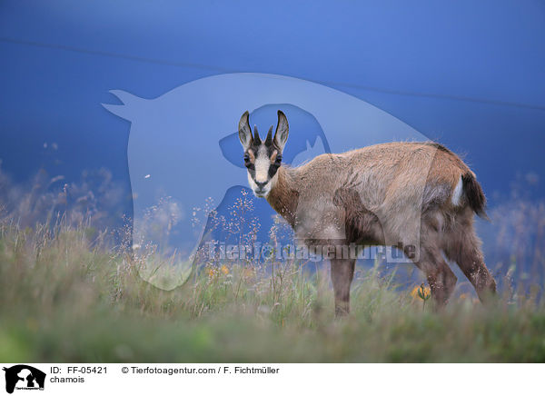 Gmse / chamois / FF-05421