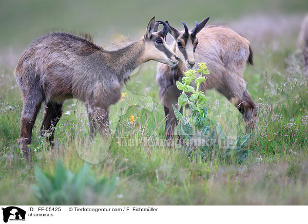 Gmsen / chamoises / FF-05425