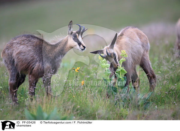 Gmsen / chamoises / FF-05426