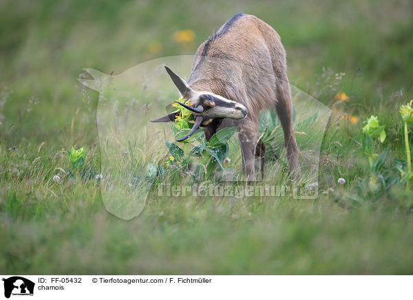 Gmse / chamois / FF-05432