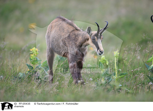 Gmse / chamois / FF-05435