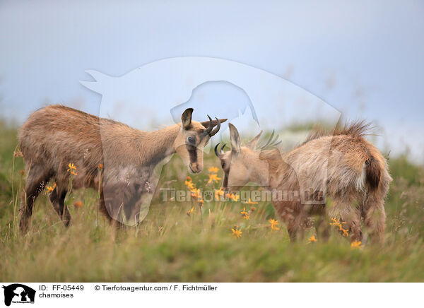 Gmsen / chamoises / FF-05449