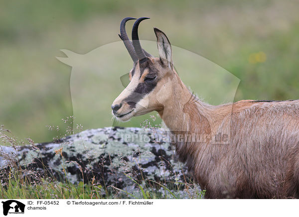 Gmse / chamois / FF-05452