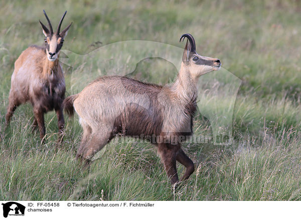 Gmsen / chamoises / FF-05458
