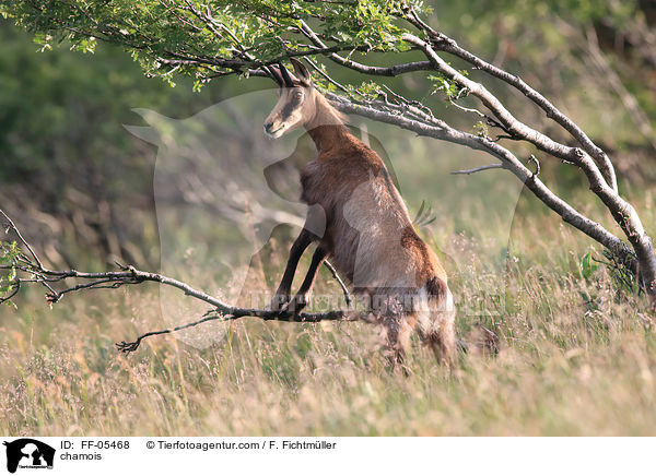 Gmse / chamois / FF-05468