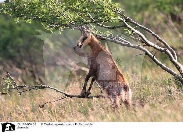 Gmse / chamois / FF-05469