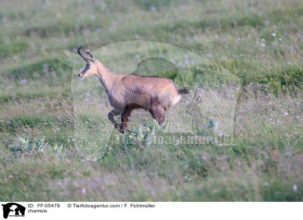 Gmse / chamois / FF-05478