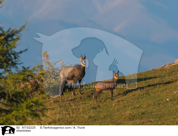 Gmsen / chamoises / AT-02225