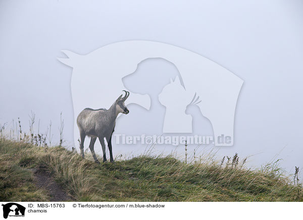 Gmse / chamois / MBS-15763
