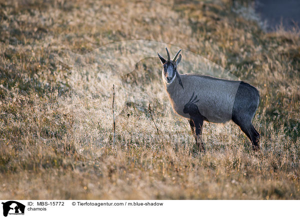 Gmse / chamois / MBS-15772