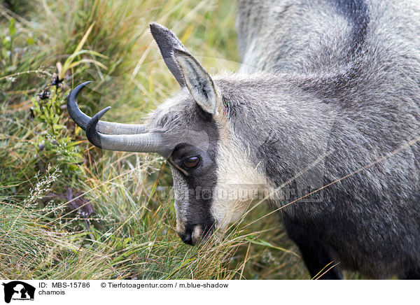 Gmse / chamois / MBS-15786