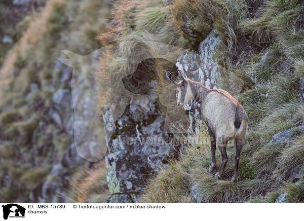 Gmse / chamois / MBS-15789