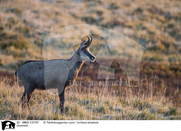 Gmse / chamois / MBS-15797