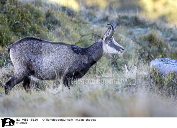 Gmse / chamois / MBS-15826