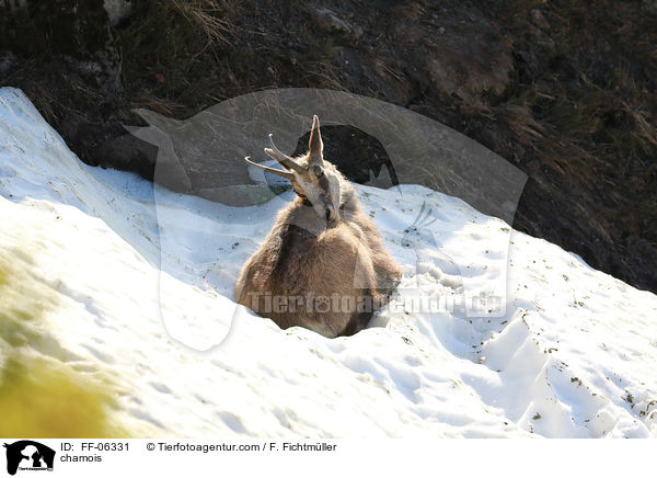 Gmse / chamois / FF-06331