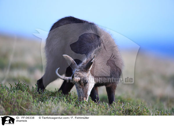 Gmse / chamois / FF-06338