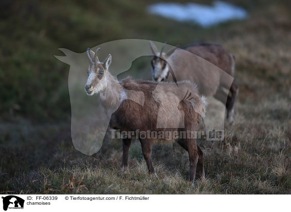 Gmsen / chamoises / FF-06339